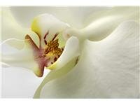 Orchidej – nekorunovaná královna květin