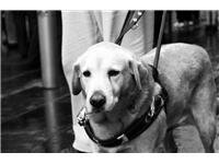 Pes ve službách člověka: Vodicí pes a nevidomý musí být sehraná dvojka
